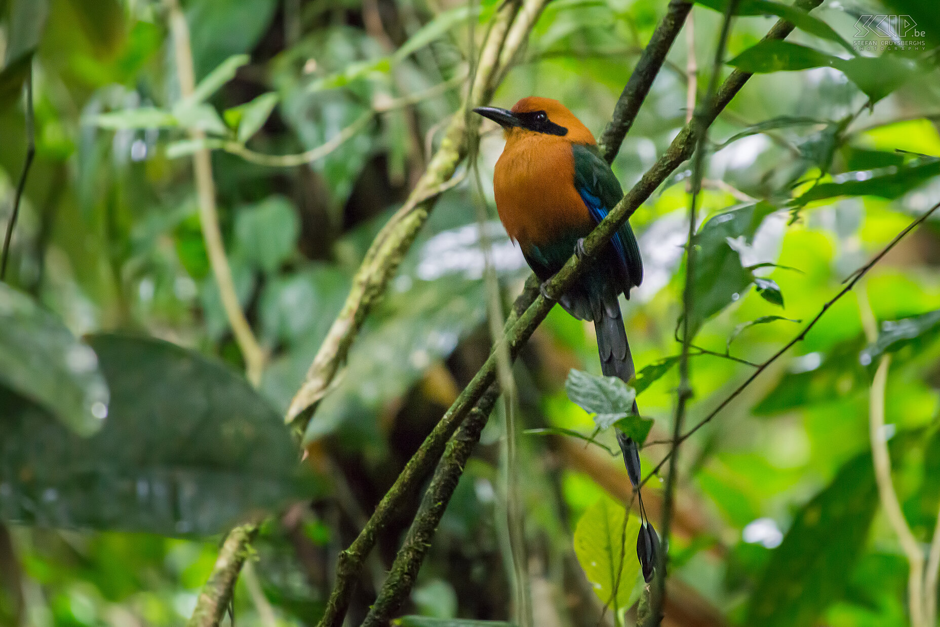 Arenal - Hanging Bridges - Rosse motmot Een rosse motmot in het regenwoud bij de Arenal Hanging Bridges. De rosse motmot (rufus motmot, baryphthengus martii) is een grote motmot (46 cm) en met een voornamelijk rosse oranje kleur, een zwart vlak aan de ogen, groene vleugels en lange donkere blauwe staart met raketachtige uiteindes. Stefan Cruysberghs